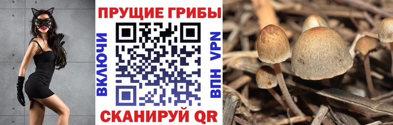 OMG ONION  Мурманск  Псилоцибиновые грибы прущие грибы 